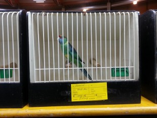 Барнардов попугай