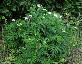 265px-Sambucus_ebulus_2.jpg