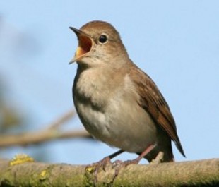 common_nightingale1 (1).jpg