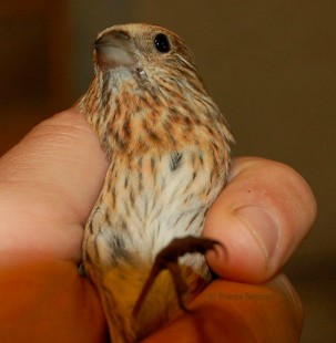 Сибирская чечевица (Carpodacus roseus) <br />самка<br />© Franta Nejman