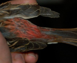 Сибирская чечевица (Carpodacus roseus)<br />самец<br />© Franta Nejman