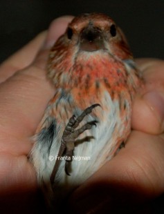 Сибирская чечевица (Carpodacus roseus)<br />самец<br />© Franta Nejman