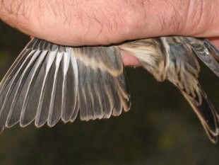 Горная чечетка (Carduelis flavirostris)<br />самка