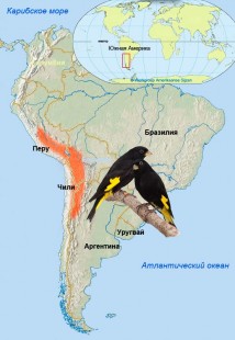 Carduelis atrata<br />© Werkgroep Amerikaanse Sijzene Sijzen