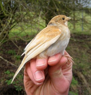 Emberiza schoeniclus<br />© southnottsringinggroup