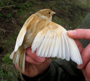 Emberiza schoeniclus<br />© southnottsringinggroup