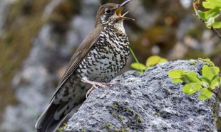 The Himalayan Forest Thrush (Zoothera salimalii)<br />Dulongjiang, Yunnan province, China, June 2014<br />Photo © Craig Brelsford/shanghaibirding.com