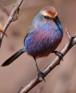 Самец обыкновенной расписной синички.