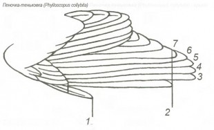 Пеночка-теньковка-(Phylloscopus-collybita)---крыло.jpg
