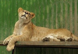 королева