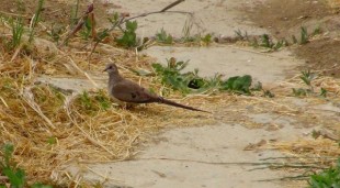 Капская горлица (Oena capensis)<br />© Гаджибек Джамирзоев