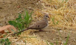 Капская горлица (Oena capensis)<br />© Гаджибек Джамирзоев