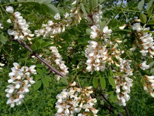 Белая акация (Robinia pseudoacacia)<br />© F. Nejman