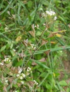 capsella_bursa-pastoris.jpg