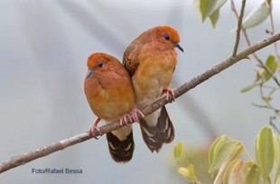 Columbina cyanopis<br />© Rafael Bessa