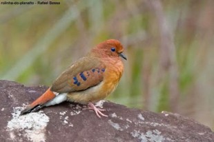 Columbina cyanopis<br />© Rafael Bessa