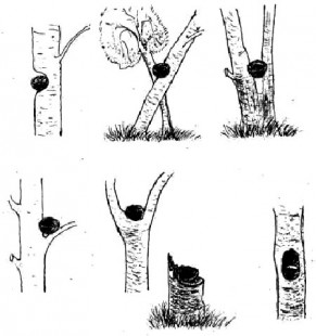 Схема расположения гнезд малой мухоловки