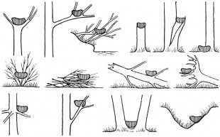 Схемы расположения гнезд дрозда-белобровика