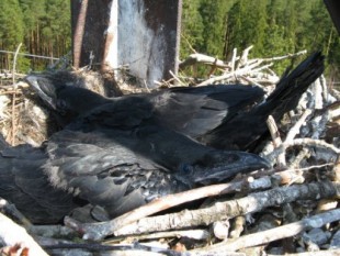 птенцы черного ворона в гнезде на опоре ЛЭП