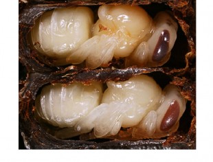 larva1.jpg