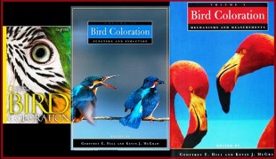 Цвет оперения у птиц....jpg