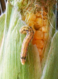 Личинка совки на початке кукурузы.<br />Богатейший по всем показателям корм для птиц.