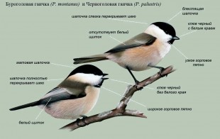 Буроголовая-и-черноголовая-гаички.jpg