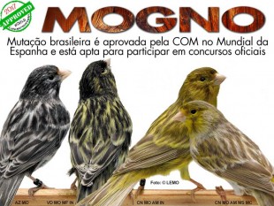 © Federação Ornitológica do Brasil