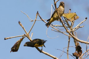 Mycerobas melanozanthos<br />© Ayuwat Jearwattanakanok