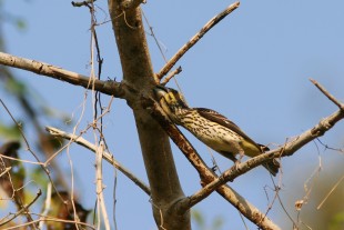 Mycerobas melanozanthos<br />© Ayuwat Jearwattanakanok