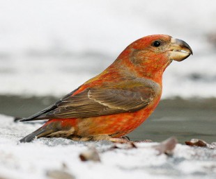 parrot-crossbill-3.jpg