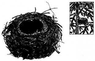 Лесная-завирушка---гнездо-2.jpg