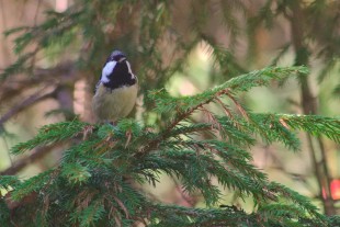 Periparus ater1.jpg