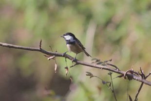 Periparus ater2.jpg