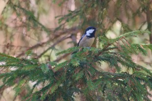 Periparus ater3.jpg