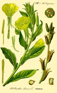 Illustration_Oenothera_biennis0.jpg