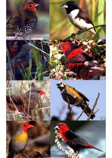 The Birder's Guide to Africa 3.jpg