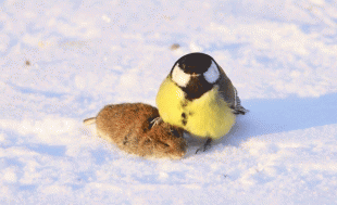 Синица-и-мышка.gif