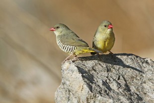 Green Avadavat<br />© Oriental Bird Club