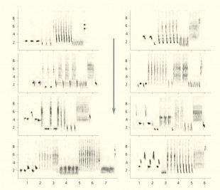 sonogram1.jpg