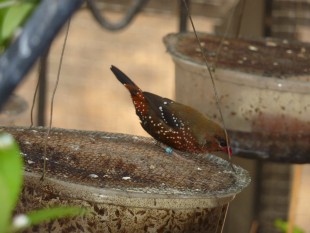 Fruit Fly Bowls<br />© Nancy Ingram