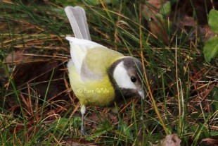 Leucistic great tit<br />© Hans Gälldin