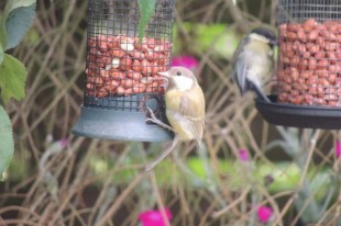 Leucistic great tit<br />© michah