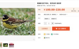 bunting for sale on taobao.jpg