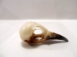 Spotted-Palm-Thrush-Cichladusa-guttata-Small-Bird-Skull_646x485.jpg