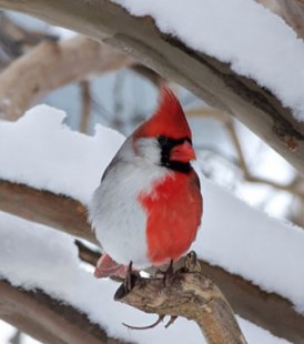 en-plus-de-sa-houpette-le-cardinal-rouge-arbore-une-surprenante-robe-bicolore_67951_wide.jpg