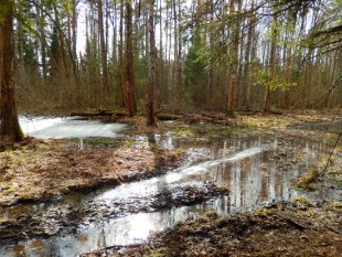 Вот в таких местах обитают московки,корольки, дрозды и воробьные сычи с ними..... <br />На этих болотистых лужах всё лето стоит вода, туда слетаются все. И не обращайте внимание <br />на Крестинку - она везде лезет в кадр - девчонка - есть девчонка,хотя и без матери воспитывалась...