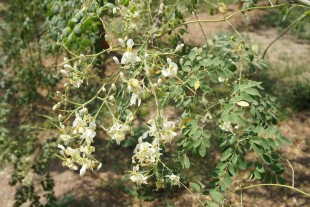 Moringa_oleifera.jpg