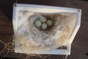 В гнездо для комплекта доложены яйца из &quot;пустой&quot; кладки