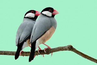 java-sparrow.jpg